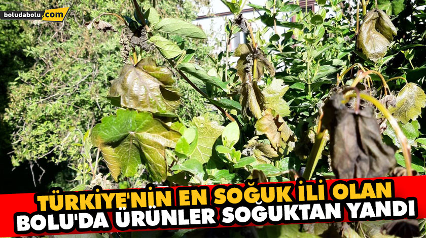 TÜRKİYE’NİN EN SOĞUK İLİ OLAN BOLU’DA ÜRÜNLER SOĞUKTAN YANDI TÜRKİYE’NİN EN SOĞUK İLİ OLAN BOLU’DA ÜRÜNLER SOĞUKTAN YANDI