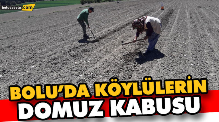 DOMUZ KABUSU