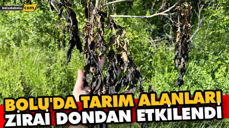 BOLU’DA TARIM ALANLARI ZİRAİ DONDAN ETKİLENDİ