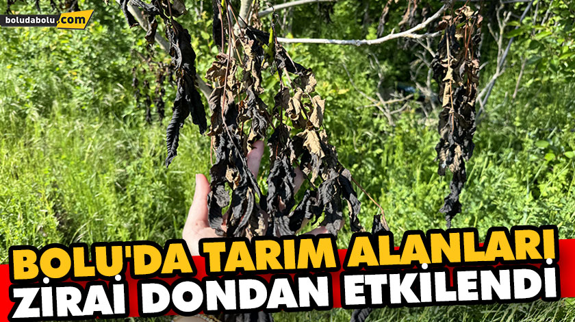 BOLU’DA TARIM ALANLARI ZİRAİ DONDAN ETKİLENDİ BOLU’DA TARIM ALANLARI ZİRAİ DONDAN ETKİLENDİ