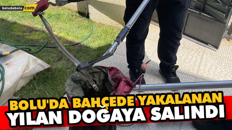 BOLU’DA BAHÇEDE YAKALANAN YILAN DOĞAYA SALINDI