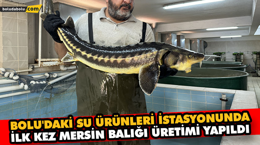BOLU’DAKİ SU ÜRÜNLERİ İSTASYONUNDA İLK KEZ MERSİN BALIĞI ÜRETİMİ YAPILDI