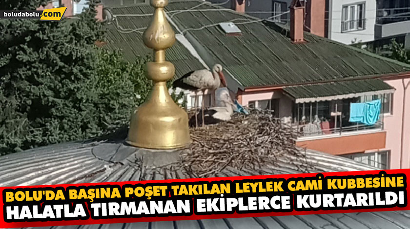 BOLU’DA BAŞINA POŞET TAKILAN LEYLEK CAMİ KUBBESİNE HALATLA TIRMANAN EKİPLERCE KURTARILDI BOLU’DA BAŞINA POŞET TAKILAN LEYLEK CAMİ KUBBESİNE HALATLA TIRMANAN EKİPLERCE KURTARILDI