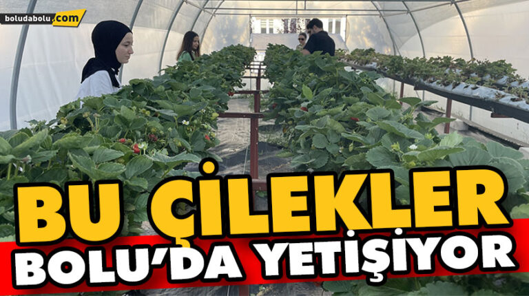BOLU’DA TOPRAKSIZ TARIMLA YETİŞTİRİLEN ÇİLEKLERİN GELİRLERİ GENÇLERİN İHTİYAÇLARI İÇİN KULLANILIYOR