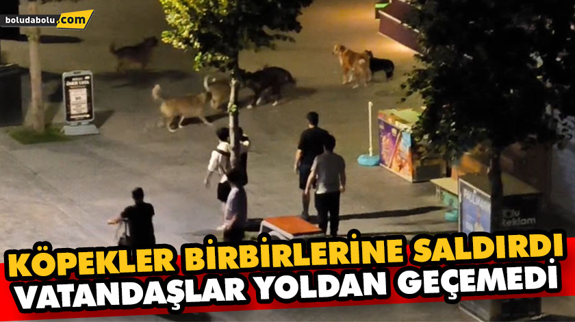 KÖPEKLER BİRBİRLERİNE SALDIRDI, VATANDAŞLAR YOLDAN GEÇEMEDİ KÖPEKLER BİRBİRLERİNE SALDIRDI, VATANDAŞLAR YOLDAN GEÇEMEDİ