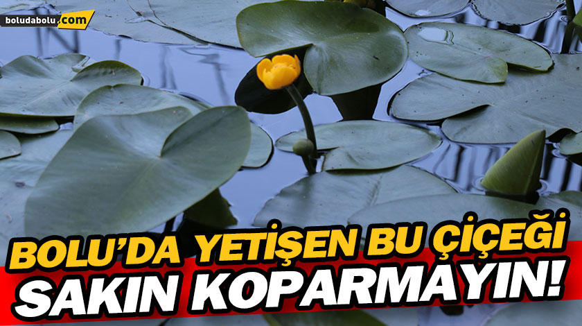 BOLU’DA YETİŞEN BU ÇİÇEĞİ SAKIN KOPARMAYIN! BOLU’DA YETİŞEN BU ÇİÇEĞİ SAKIN KOPARMAYIN!