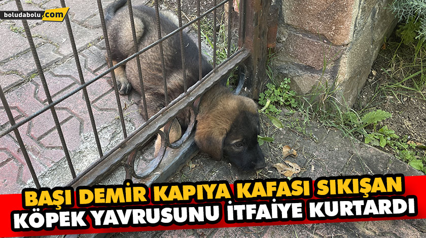 BAŞI DEMİR KAPIYA KAFASI SIKIŞAN KÖPEK YAVRUSUNU İTFAİYE KURTARDI BAŞI DEMİR KAPIYA KAFASI SIKIŞAN KÖPEK YAVRUSUNU İTFAİYE KURTARDI