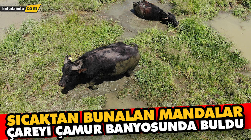SICAKTAN BUNALAN MANDALAR ÇAREYİ ÇAMUR BANYOSUNDA BULDU