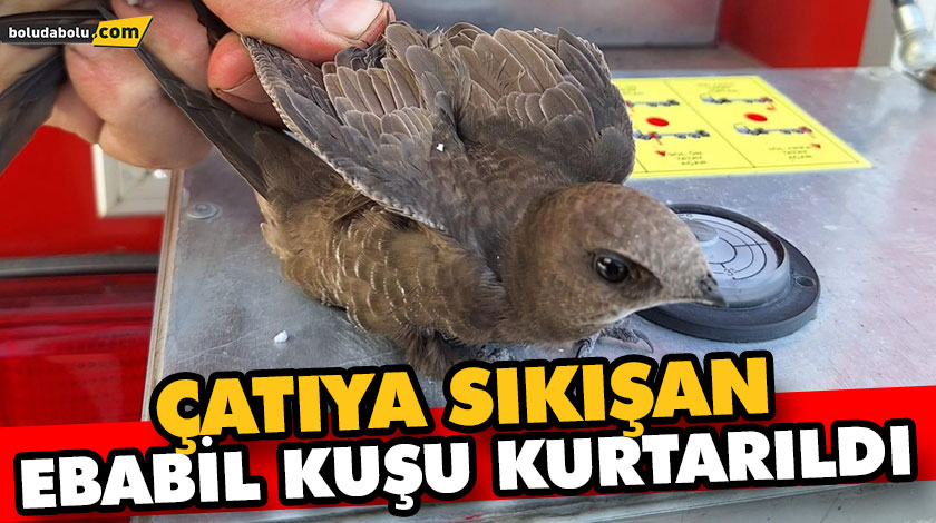 ÇATIYA SIKIŞAN EBABİL KUŞU KURTARILDI