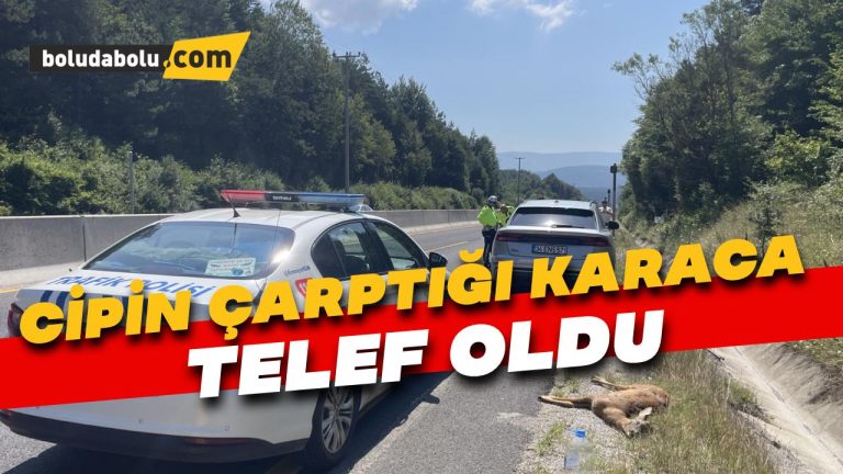 Bolu Dağı’nda cipin çarptığı karaca telef oldu