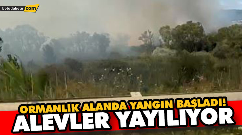 ORMANLIK ALANDA YANGIN BAŞLADI! ALEVLER YAYILIYOR ORMANLIK ALANDA YANGIN BAŞLADI! ALEVLER YAYILIYOR