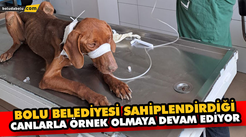 BOLU BELEDİYESİ SAHİPLENDİRDİĞİ CANLARLA ÖRNEK OLMAYA DEVAM EDİYOR BOLU BELEDİYESİ SAHİPLENDİRDİĞİ CANLARLA ÖRNEK OLMAYA DEVAM EDİYOR