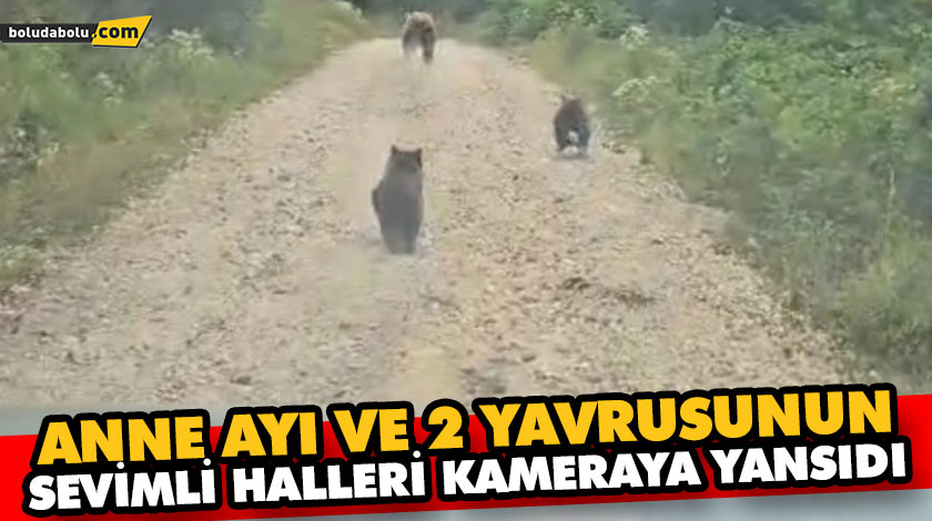 ANNE AYI VE 2 YAVRUSUNUN SEVİMLİ HALLERİ KAMERAYA YANSIDI ANNE AYI VE 2 YAVRUSUNUN SEVİMLİ HALLERİ KAMERAYA YANSIDI