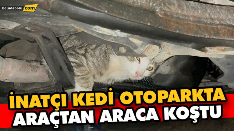 İNATÇI KEDİ OTOPARKTA ARAÇTAN ARACA KOŞTU