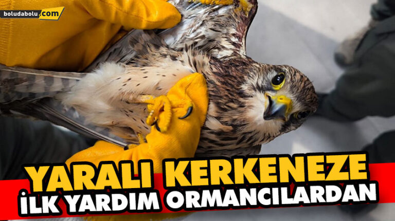 YARALI KERKENEZE İLK YARDIM ORMANCILARDAN