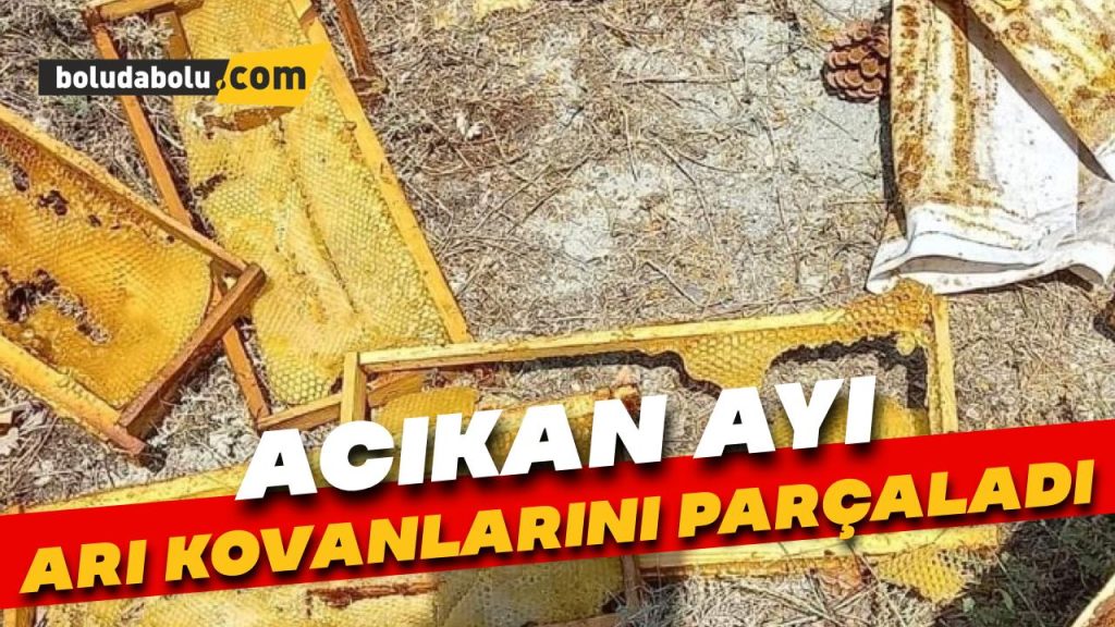Acıkan ayı arı kovanlarını parçaladı Acıkan ayı arı kovanlarını parçaladı