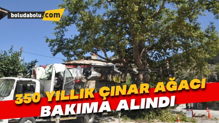 350 yıllık çınar ağacı bakıma alındı
