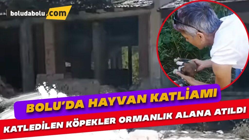 Katledilen köpekler Bolu’da ormanlık alana atıldı! Katledilen köpekler Bolu’da ormanlık alana atıldı!