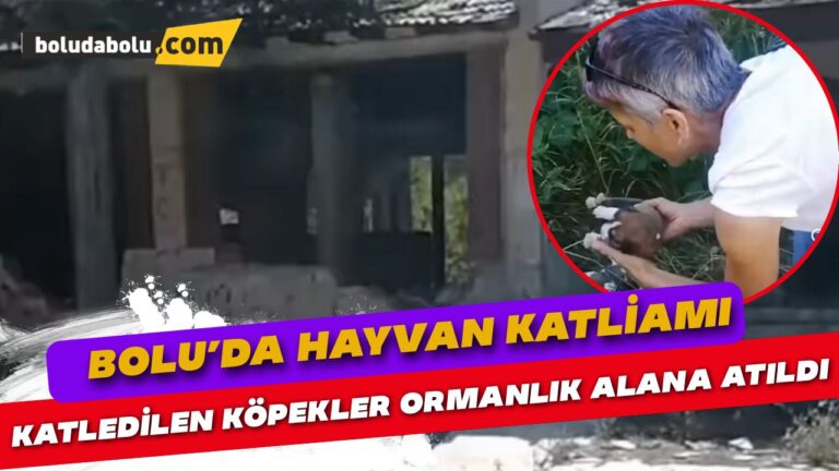 Katledilen köpekler Bolu’da ormanlık alana atıldı!