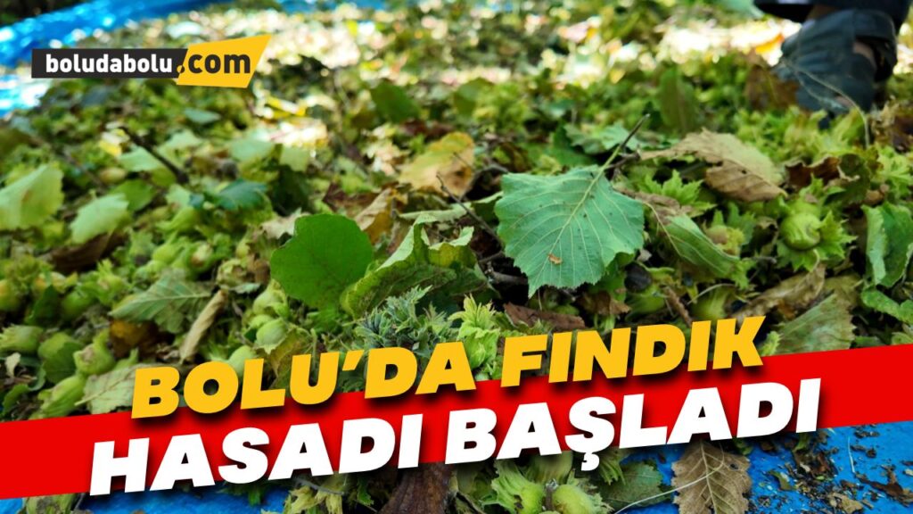 Bolu’da fındık hasadı başladı Bolu’da fındık hasadı başladı