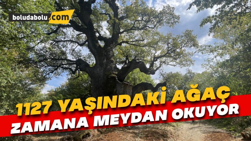 Türkiye’nin “en yaşlı” meşe ağacı 11 asrı aşkın süredir göğe uzanıyor Türkiye’nin “en yaşlı” meşe ağacı 11 asrı aşkın süredir göğe uzanıyor
