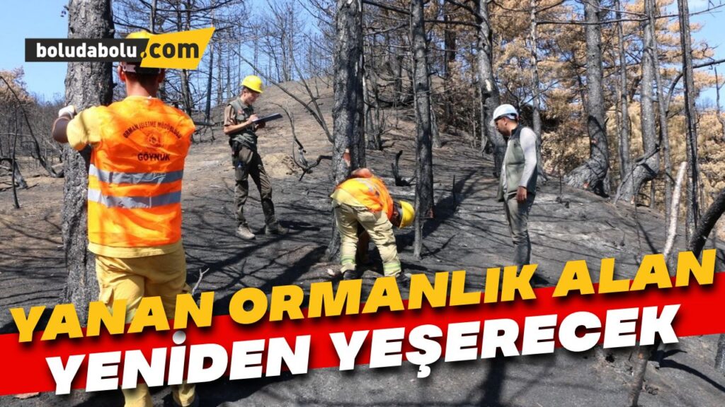 Göynük’te yanan ormanlık alan yeniden ağaçlandırılacak Göynük’te yanan ormanlık alan yeniden ağaçlandırılacak