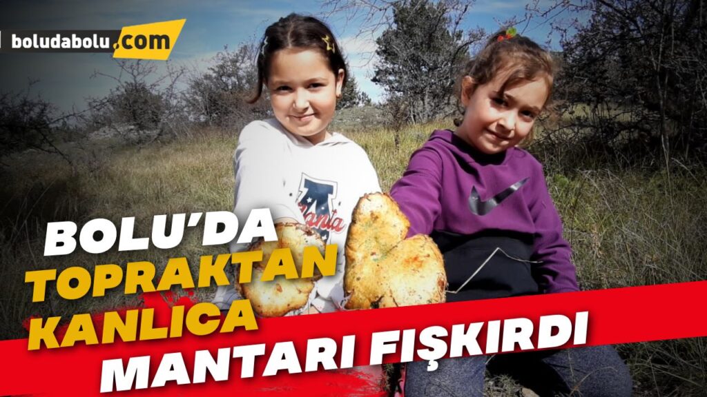 Yağmurun ardından kanlıca mantarı bereketi