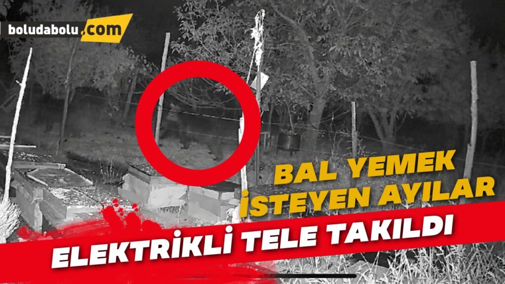 Bal yemek isteyen ayılar elektrikli tele takıldı Bal yemek isteyen ayılar elektrikli tele takıldı