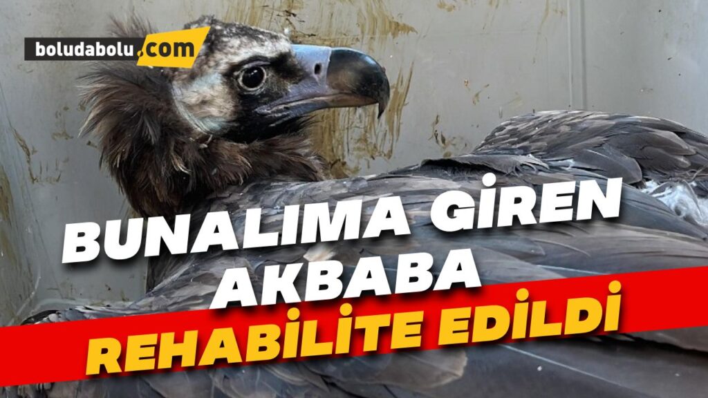 Bunalıma giren akbaba rehabilite edildi Bunalıma giren akbaba rehabilite edildi