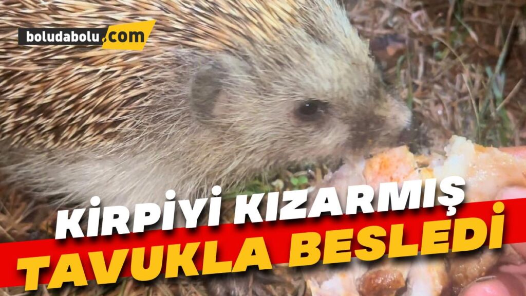 Kirpiyi kızarmış tavukla besledi