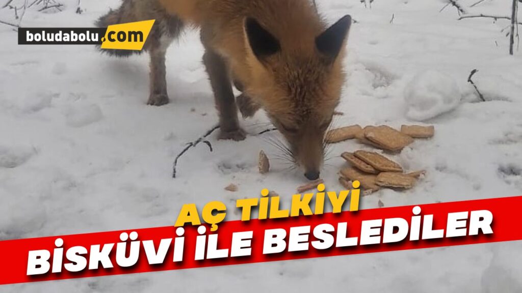 Tilkiyi bisküvi ile beslediler Tilkiyi bisküvi ile beslediler