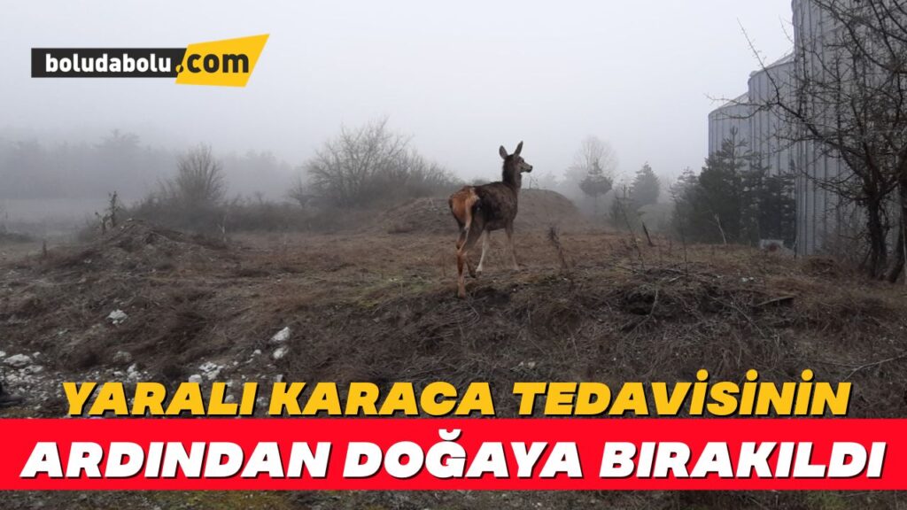 Yaralı karaca tedavisinin ardından doğaya bırakıldı Yaralı karaca tedavisinin ardından doğaya bırakıldı