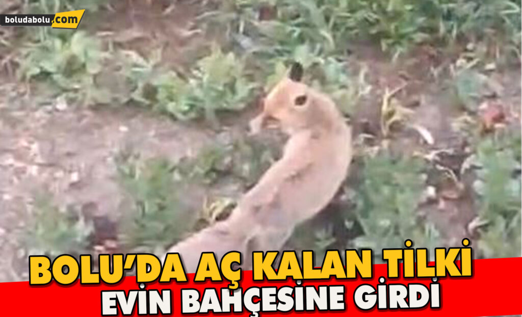 Aç kalan tilki evin bahçesine kadar girdi Aç kalan tilki evin bahçesine kadar girdi
