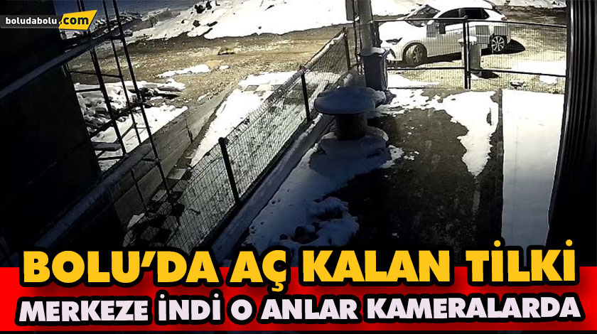 Aç kalan tilki Bolu sokaklarına indi