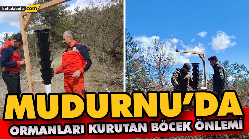 Ormanları kurutan böceğe karşı sıkı önlem Ormanları kurutan böceğe karşı sıkı önlem