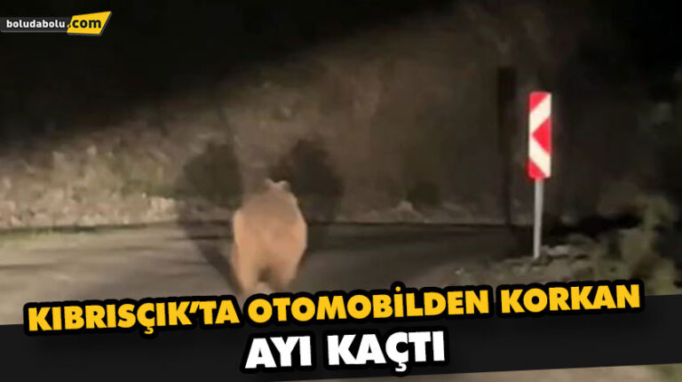 Bolu’da otomobil gören ayı korkup böyle kaçtı