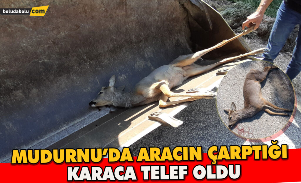 Aracın çarptığı karaca telef oldu Aracın çarptığı karaca telef oldu