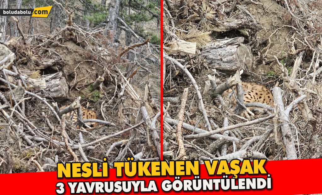 Bolu’da nesli tehdit altındaki vaşak ve yavruları görüntülendi Bolu’da nesli tehdit altındaki vaşak ve yavruları görüntülendi