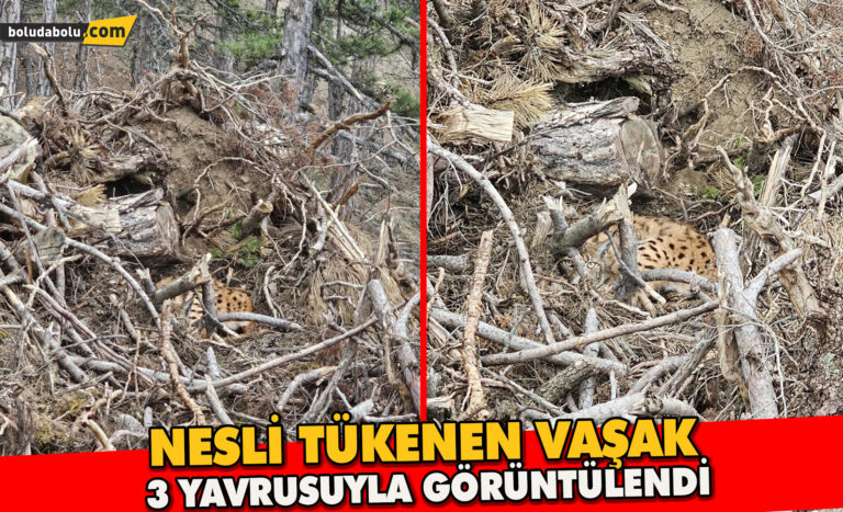 Bolu’da nesli tehdit altındaki vaşak ve yavruları görüntülendi