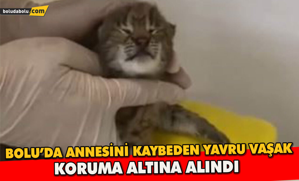 Annesini kaybeden yavru vaşak, korumaya alındı Annesini kaybeden yavru vaşak, korumaya alındı