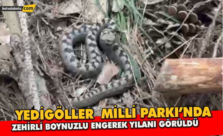 Nadir görülen zehirli boynuzlu engerek yılanı Bolu’da görüntülendi