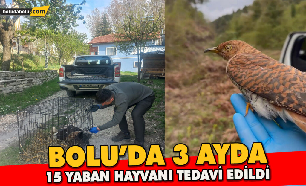 Bolu’da 3 ayda 15 yaban hayvanı tedavi edilerek doğaya salındı Bolu’da 3 ayda 15 yaban hayvanı tedavi edilerek doğaya salındı