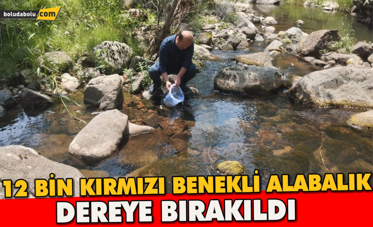 Bolu’da 12 bin kırmızı benekli alabalık yavrusu orman içi derelere bırakıldı