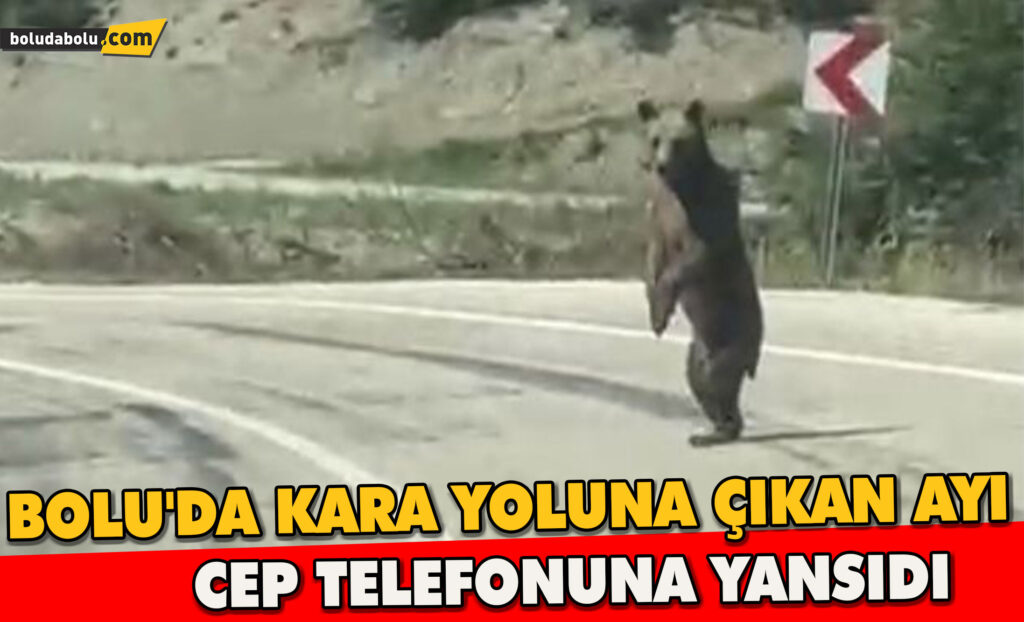 Bolu’da kara yoluna çıkan ayı cep telefonuna yansıdı