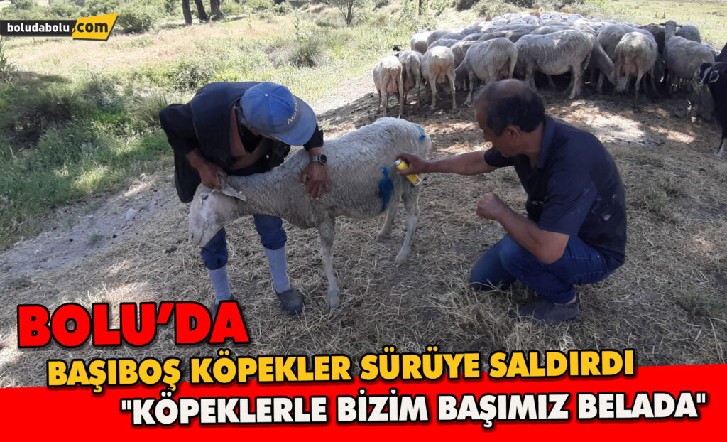 Bolu’da başıboş köpekler sürüye saldırdı: “Köpeklerle bizim başımız belada”