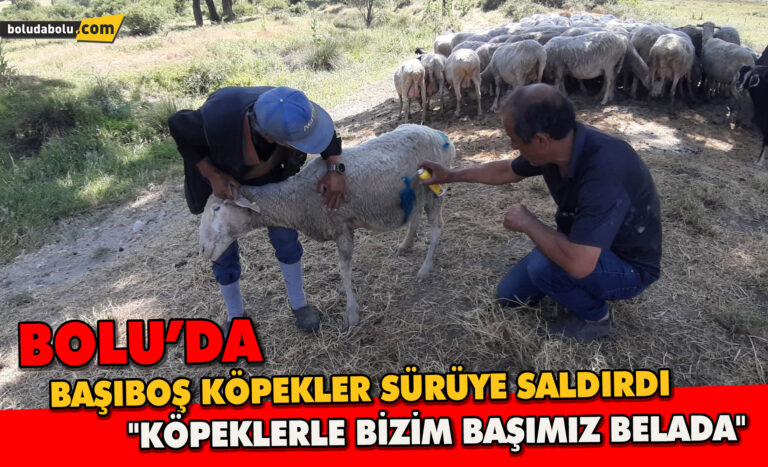 Bolu’da başıboş köpekler sürüye saldırdı: “Köpeklerle bizim başımız belada”