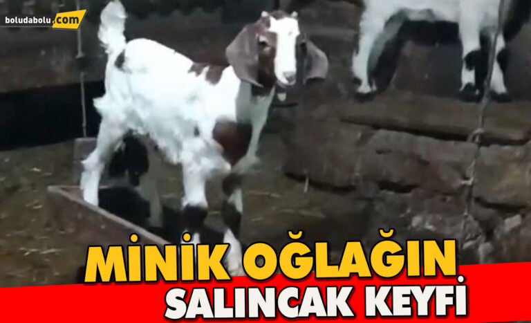 Oğlağın ahırda salıncak keyfi kamerada