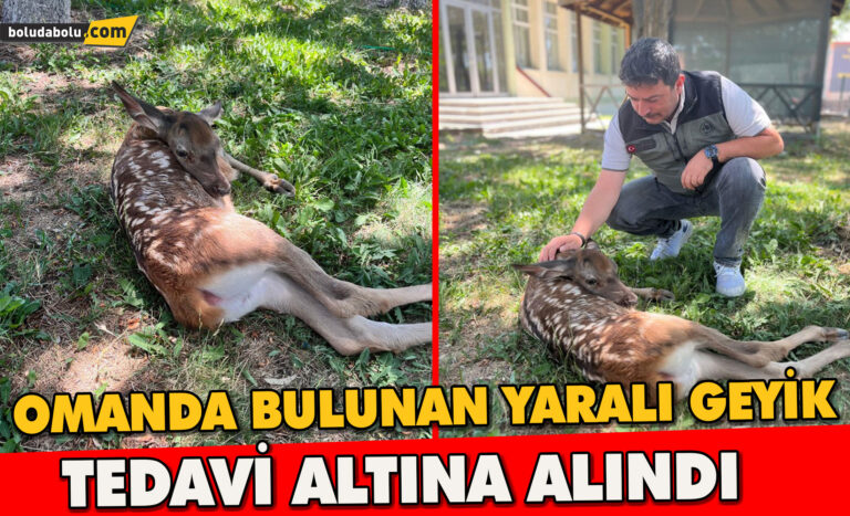 Ormanlık alanda bulunan yaralı geyik tedavi altına alındı