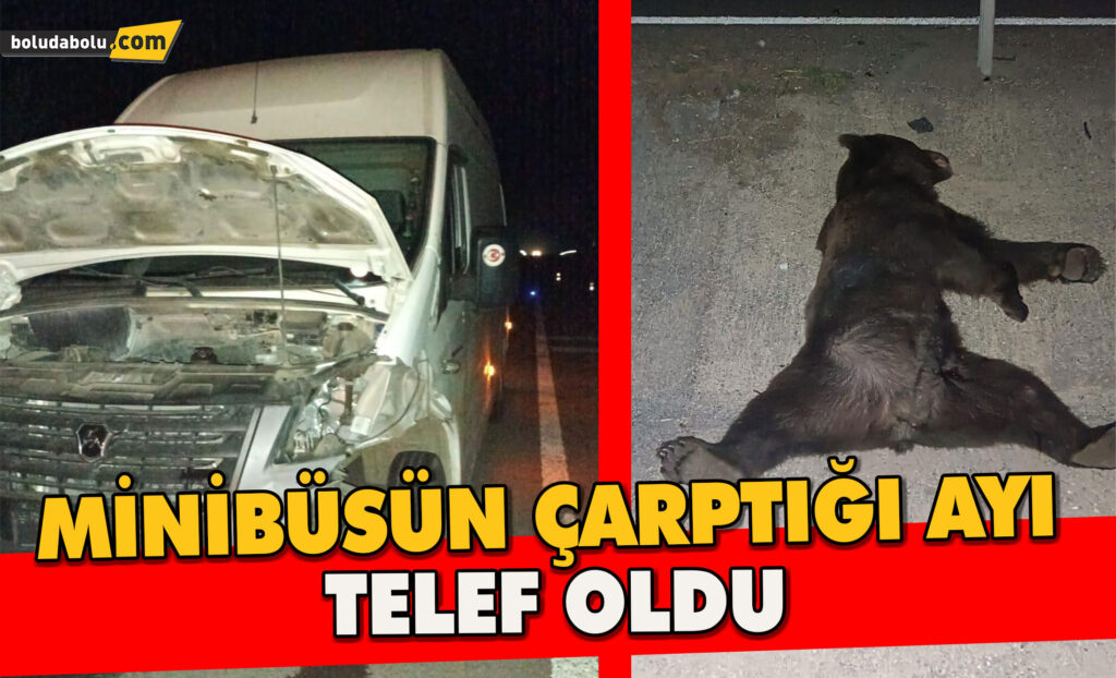 Minibüsün Çarptığı Ayı Telef Oldu Minibüsün Çarptığı Ayı Telef Oldu