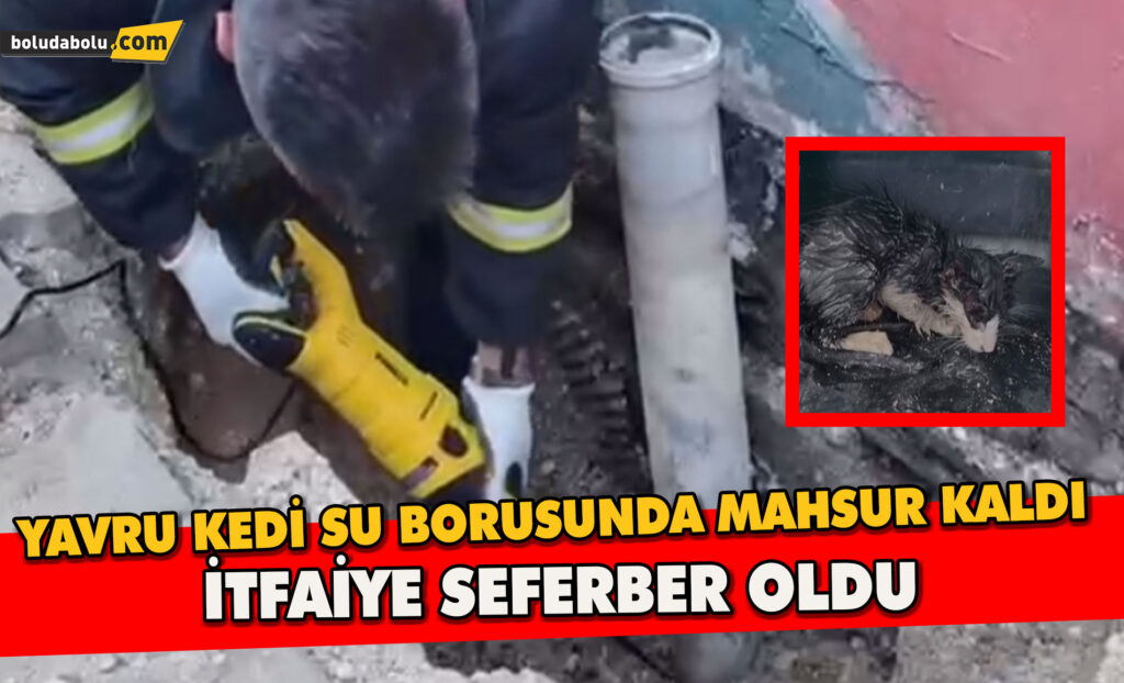Yavru Kedi Su Borusunda Mahsur Kaldı, İtfaiye Seferber Oldu Yavru Kedi Su Borusunda Mahsur Kaldı, İtfaiye Seferber Oldu